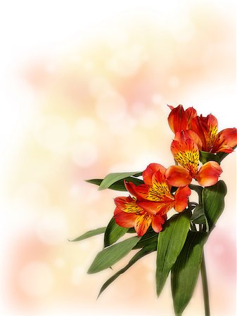 small bouquet of redalstroemeria on a colored background with space for text on the left Photographie de stock - Aubaine LD & Abonnement, Code: 400-08916537