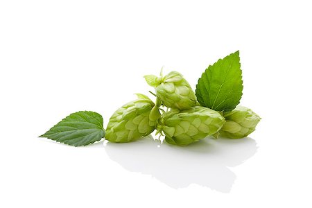 Hops flower and leaves isolated on white background. Stock Photo - Budget Royalty-Free & Subscription, Code: 400-08916747