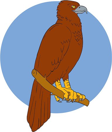 eagles perched on tree branch - Drawing sketch style illustration of an Australian wedge-tailed eagle or bunjil Aquila audax, sometimes known as the eaglehawk, the largest bird of prey in Australia perced on a branch viewed from the side set inside circle. Stock Photo - Budget Royalty-Free & Subscription, Code: 400-08916903