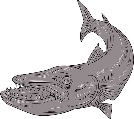 Drawing sketch style illustration of a barracuda, a ray-finned saltwater fish of the genus Sphyraena, the only genus in the family Sphyraenidae set on isolated white background. Stock Photo - Budget Royalty-Free & Subscription, Code: 400-08916977