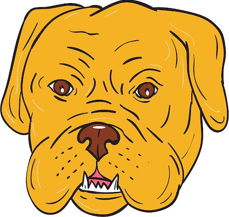 simsearch:400-08627495,k - Illustration of a Dogue de Bordeaux, Bordeaux Mastiff, French Mastiff or Bordeaux dog, a large French Mastiff breed one of the most ancient French dog breeds head viewed from front set on isolated white background done in cartoon style. Stock Photo - Budget Royalty-Free & Subscription, Code: 400-08917390