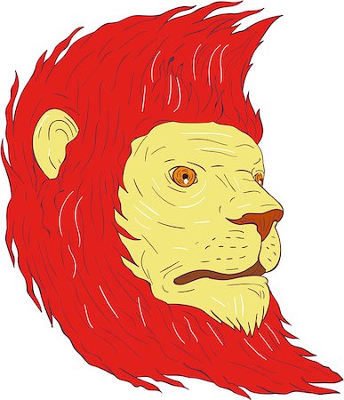 simsearch:400-08917363,k - Drawing sketch style illustration of a lion with flowing mane looking to the side set on isolated white background. Stock Photo - Budget Royalty-Free & Subscription, Code: 400-08917716