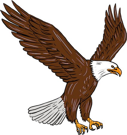 simsearch:400-08864013,k - Drawing sketch style illustration of bald eagle flying wings flapping viewed from the side set on isolated white background. Stock Photo - Budget Royalty-Free & Subscription, Code: 400-08918512