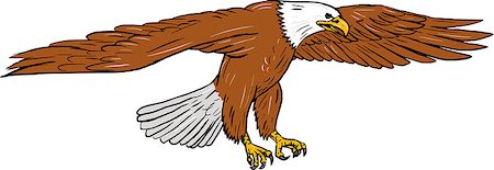 Drawing sketch style illustration of bald eagle swooping wings flapping viewed from the side set on isolated white background. Stock Photo - Budget Royalty-Free & Subscription, Code: 400-08918513