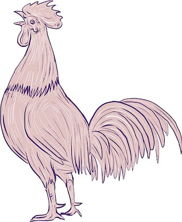 Drawing sketch style illustration of a chicken rooster crowing viewed from the side set on isolated white background. Stock Photo - Budget Royalty-Free & Subscription, Code: 400-08918555