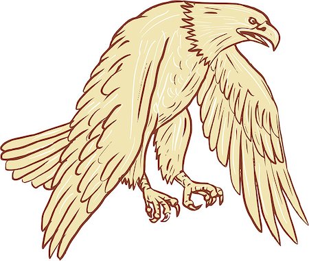 Drawing sketch style illustration of bald eagle flying with wings down viewed from the side set on isolated white background. Stock Photo - Budget Royalty-Free & Subscription, Code: 400-08918687