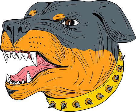 simsearch:400-08917363,k - Drawing sketch style illustration of an aggressive Rottweiler Metzgerhund mastiff-dog guard dog head showing teeth set on isolated white background. Stock Photo - Budget Royalty-Free & Subscription, Code: 400-08919014