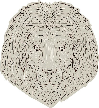 simsearch:400-08920013,k - Drawing sketch style illustration of a lion big cat head with flowing mane viewed from front set on isolated white background. Foto de stock - Royalty-Free Super Valor e Assinatura, Número: 400-08919359