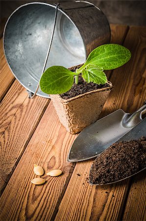 Seedlings zucchini and garden tools on a wooden surface Photographie de stock - Aubaine LD & Abonnement, Code: 400-08919505