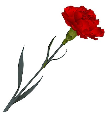 Red carnation flower isolated on white background. Vector illustration Foto de stock - Royalty-Free Super Valor e Assinatura, Número: 400-08919730