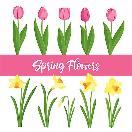 simsearch:622-02354988,k - Spring flowers growing in the garden. Tulips and daffodils isolated on white background. Cartoon style vector illustration Stock Photo - Budget Royalty-Free & Subscription, Code: 400-08934435