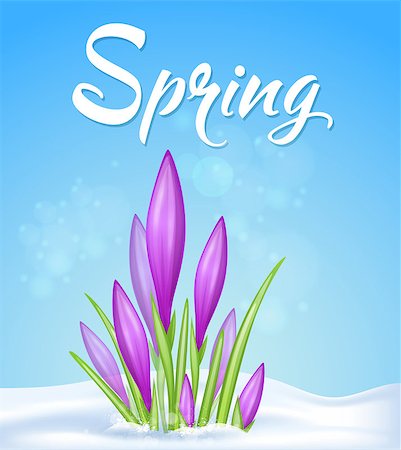 Blue spring background with violet crocus in snow. Vector illustration. Photographie de stock - Aubaine LD & Abonnement, Code: 400-08934448
