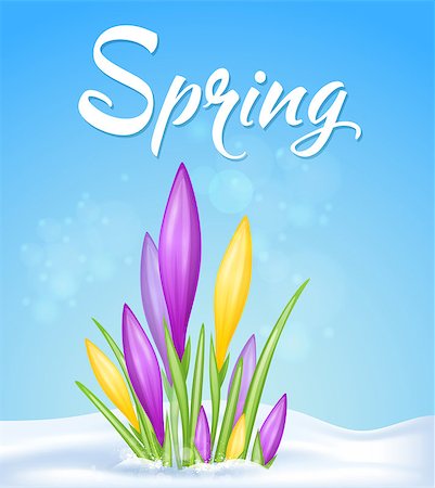 Blue spring background with yellow and violet crocuses in snow. Vector illustration. Photographie de stock - Aubaine LD & Abonnement, Code: 400-08934449