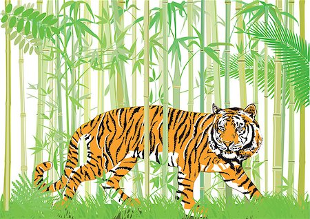 simsearch:400-03929353,k - Tiger in the bamboo jungle Stock Photo - Budget Royalty-Free & Subscription, Code: 400-08934633