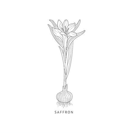 simsearch:400-09096754,k - Saffron Medical Herb Hand Drawn Realistic Detailed Sketch In Beautiful Classic Herbarium Style On White Background Foto de stock - Super Valor sin royalties y Suscripción, Código: 400-08934740