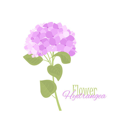 Vector illustration of hydrangea flower Background with blue flowers Stock Photo - Budget Royalty-Free & Subscription, Code: 400-08935466