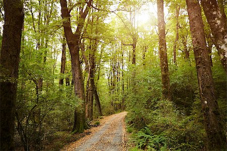 simsearch:879-09189955,k - Woodland Near Queenstown In New Zealand's South Island Photographie de stock - Aubaine LD & Abonnement, Code: 400-08938225