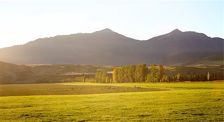 Sheep Grazing Near Queenstown In New Zealand's South Island Stock Photo - Budget Royalty-Free & Subscription, Code: 400-08938222