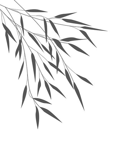 simsearch:400-07035863,k - Vector Illustration bamboo leaves. Background with black leaves Stockbilder - Microstock & Abonnement, Bildnummer: 400-08939367
