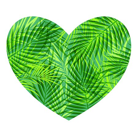 simsearch:400-09048464,k - Green heart of tropical palm leaves on a white background Stockbilder - Microstock & Abonnement, Bildnummer: 400-08939532
