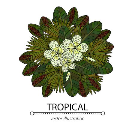 simsearch:400-09170984,k - Tropic vector illustration. Bouquet with tropical plants and mimosa flowers. Stockbilder - Microstock & Abonnement, Bildnummer: 400-08954652