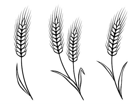 rye ear - isolated black wheat ears on white background Stock Photo - Budget Royalty-Free & Subscription, Code: 400-08955436