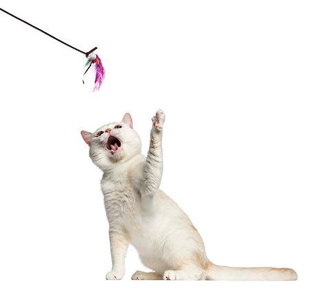 simsearch:400-07471863,k - Side view of a British Shorthair cat sitting and playing with a stick toy isolated on white Foto de stock - Super Valor sin royalties y Suscripción, Código: 400-08956596