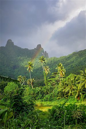 Rainbow on Moorea island jungle and mountains landscape. French Polynesia Stock Photo - Budget Royalty-Free & Subscription, Code: 400-08957320
