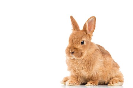 simsearch:400-07556485,k - Adorable little brown rabbit isolated on white Photographie de stock - Aubaine LD & Abonnement, Code: 400-08958010