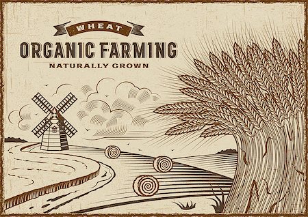 Vintage organic farming label on wheat harvest landscape. Editable EPS10 vector illustration in woodcut style with clipping mask. Stock Photo - Budget Royalty-Free & Subscription, Code: 400-08958256