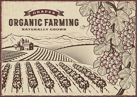 Vintage organic farming label on grapes harvest landscape. Editable EPS10 vector illustration in woodcut style with clipping mask. Stock Photo - Budget Royalty-Free & Subscription, Code: 400-08958251
