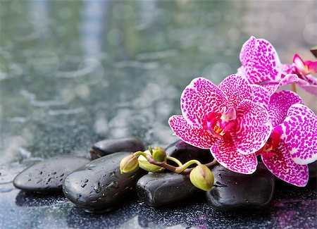 petal on stone - Branch of pink orchids isolated on black background.Pink orchid and black stones. Stock Photo - Budget Royalty-Free & Subscription, Code: 400-08958717