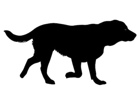 retriever silhouette - Silhouette of a Golden retriever dog Stock Photo - Budget Royalty-Free & Subscription, Code: 400-08959741