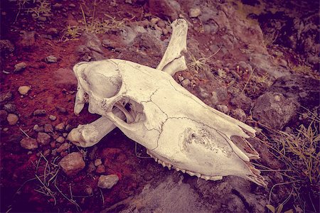 Horse skull and bones on easter island Stock Photo - Budget Royalty-Free & Subscription, Code: 400-08964907