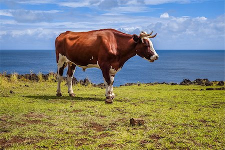 simsearch:400-09223812,k - Beef on easter island cliffs, pacific ocean, Chile Stock Photo - Budget Royalty-Free & Subscription, Code: 400-08964908