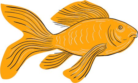 simsearch:400-08917363,k - Drawing sketch style illustration of a Gold Butterfly Koi, also called Long Fin Koi swimming viewd from the side set on isolated white background. Stock Photo - Budget Royalty-Free & Subscription, Code: 400-08965070