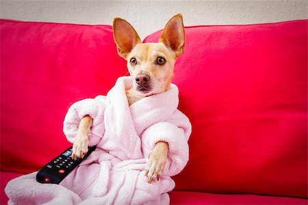 simsearch:400-07055954,k - chihuahua dog watching tv or a movie sitting on a red sofa or couch  with remote control changing the channels Stockbilder - Microstock & Abonnement, Bildnummer: 400-08965607