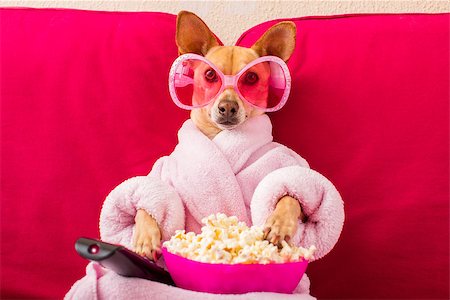 simsearch:400-07055954,k - chihuahua dog watching tv or a movie sitting on a red sofa or couch  with remote control changing the channels with popcorn Stockbilder - Microstock & Abonnement, Bildnummer: 400-08965608