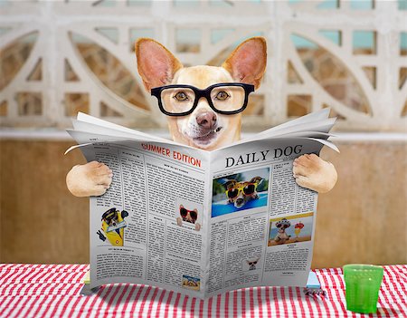 dog knife and fork - hungry chihuahua dog eating with tablecloth utensils at the table , food  bowl , fork and knife , reading the newspaper or magazine Stock Photo - Budget Royalty-Free & Subscription, Code: 400-08965624