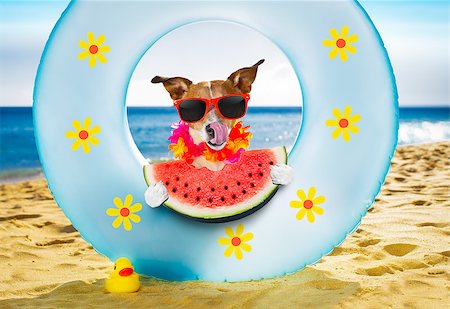 simsearch:400-07055937,k - jack russel dog resting and relaxing on a air mattress or swim ring   at the beach ocean shore, on summer vacation holidays eating a fresh watermelon Foto de stock - Royalty-Free Super Valor e Assinatura, Número: 400-08965629