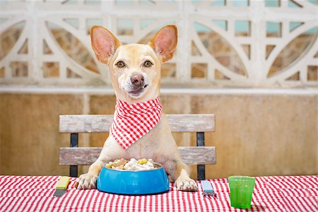 dog knife and fork - hungry chihuahua dog eating with tablecloth utensils at the table , food  bowl , fork and knife Stock Photo - Budget Royalty-Free & Subscription, Code: 400-08965623