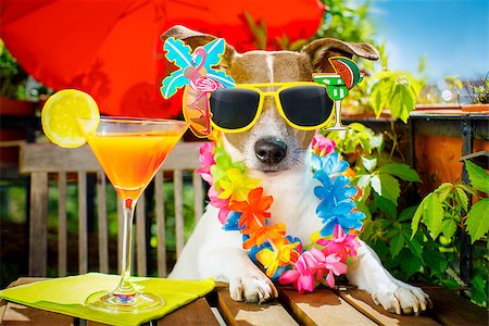 simsearch:400-07822392,k - jack russell dog relaxing on balcony with sunglasses in summer or spring  vacation holidays   with a cocktail drink Foto de stock - Super Valor sin royalties y Suscripción, Código: 400-08965634