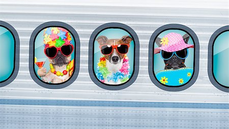 simsearch:400-04771995,k - Summer vacation holiday dogs traveling in an airplane , looking throw old retro airplane or aircraft , wearing sunglasses Stock Photo - Budget Royalty-Free & Subscription, Code: 400-08965635