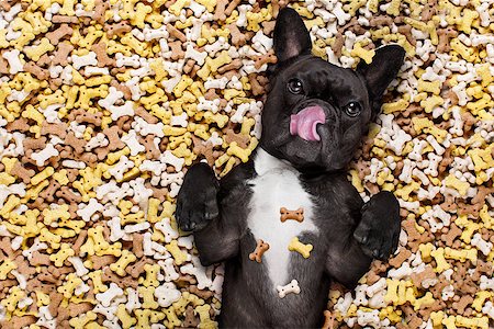 simsearch:400-06927182,k - hungry french bulldog dog inside a big mound or cluster of food , isolated on mountain of cookie bone  treats as background,with  negative empty space to the side Stockbilder - Microstock & Abonnement, Bildnummer: 400-08965631