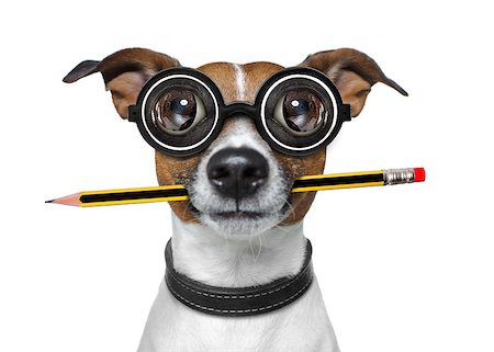 simsearch:400-08413217,k - jack russell dog with pencil or pen in mouth  wearing nerd glasses for work as a boss or secretary , isolated on white background Stock Photo - Budget Royalty-Free & Subscription, Code: 400-08965632
