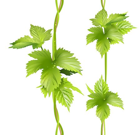 simsearch:400-07627719,k - Green vertical vine liana leaves hops. Seamless vector pattern illustration isolated on white background Stock Photo - Budget Royalty-Free & Subscription, Code: 400-08966125