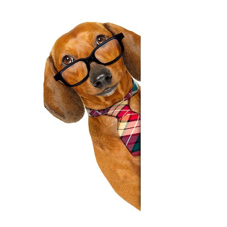 simsearch:400-08413217,k - office worker businessman dachshund sausage  dog  as  boss and chef  with  tie , isolated on white background Stock Photo - Budget Royalty-Free & Subscription, Code: 400-08966509