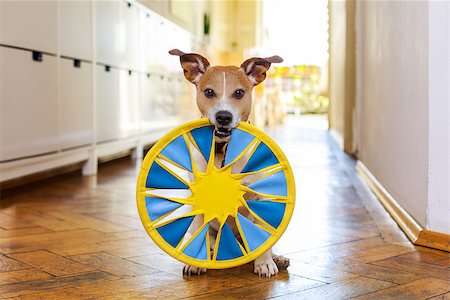 simsearch:400-08158292,k - jack russell dog playing with ball , toy or disc.,  waiting  and ready to play with owner Fotografie stock - Microstock e Abbonamento, Codice: 400-08966515