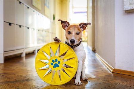 simsearch:400-08158292,k - jack russell dog playing with ball , toy or disc.,  waiting  and ready to play with owner Fotografie stock - Microstock e Abbonamento, Codice: 400-08966516
