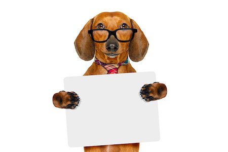 office worker businessman dachshund sausage  dog  as  boss and chef , with empty blanc banner placard or poster  , isolated on white background Stock Photo - Budget Royalty-Free & Subscription, Code: 400-08966510